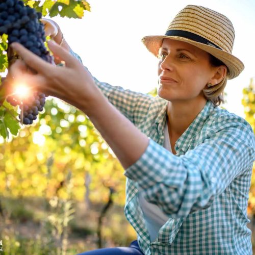 Smiling vintner examining grapes in vineyard